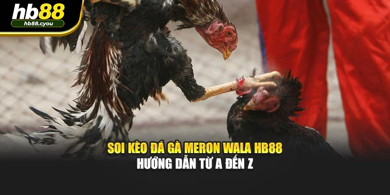Soi Kèo Đá Gà Meron Wala HB88 – Hướng Dẫn Từ A Đến Z