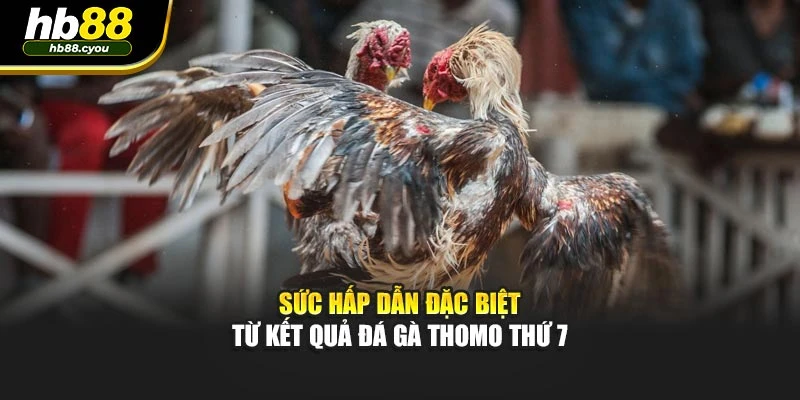 Sức hấp dẫn đặc biệt từ kết quả đá gà Thomo thứ 7