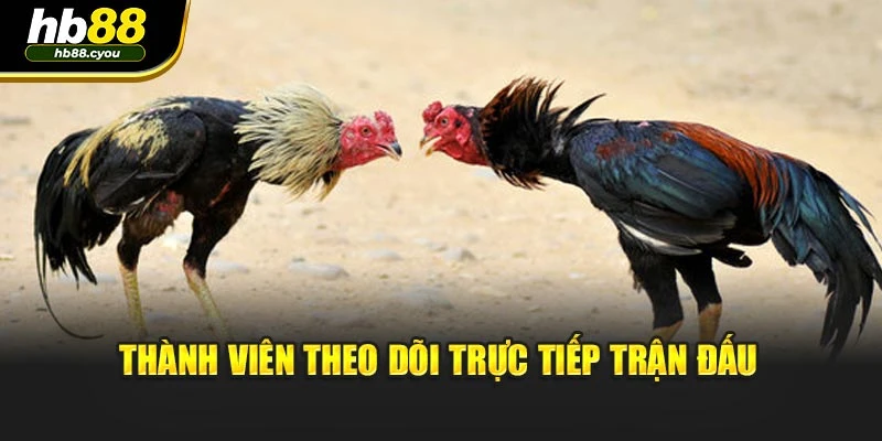 Thành viên theo dõi trực tiếp trận đấu