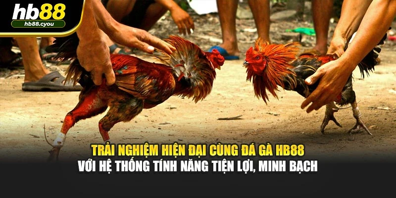 Trải nghiệm hiện đại cùng đá gà HB88 với hệ thống tính năng tiện lợi, minh bạch