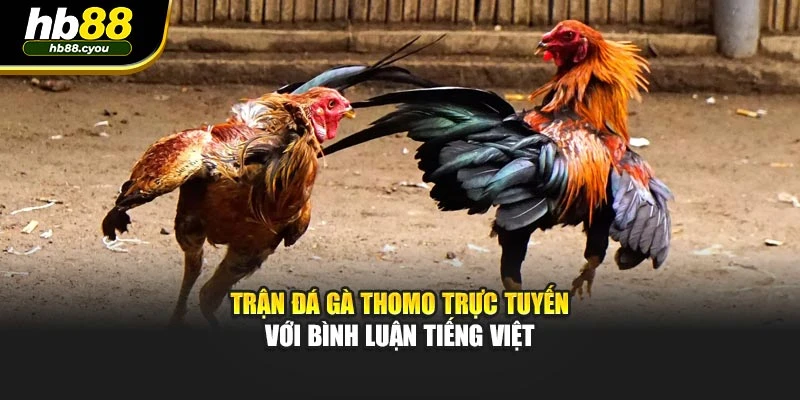 Trận đá gà Thomo trực tuyến với bình luận tiếng Việt