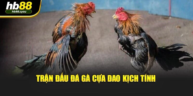 Trận đấu đá gà cựa dao kịch tính