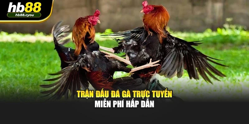 Trận đấu đá gà trực tuyến miễn phí hấp dẫn