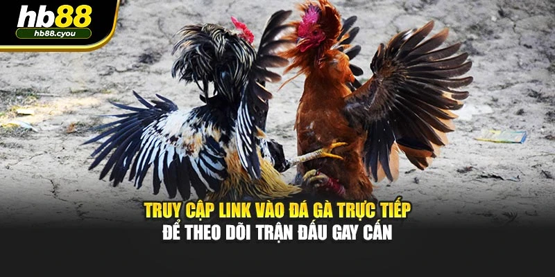 Truy cập link vào đá gà trực tiếp để theo dõi trận đấu gay cấn