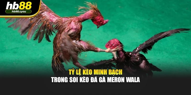 Tỷ lệ kèo minh bạch trong soi kèo đá gà Meron Wala