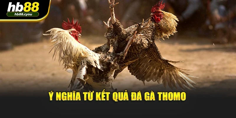 Ý nghĩa từ kết quả đá gà Thomo