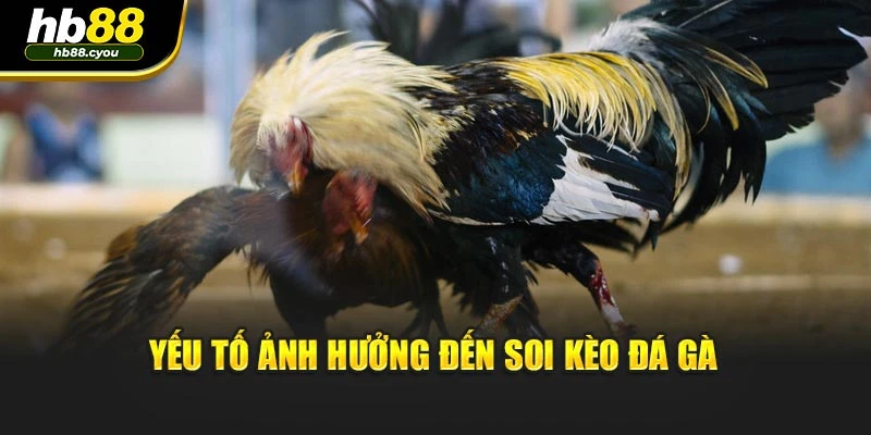 Yếu tố ảnh hưởng đến soi kèo đá gà