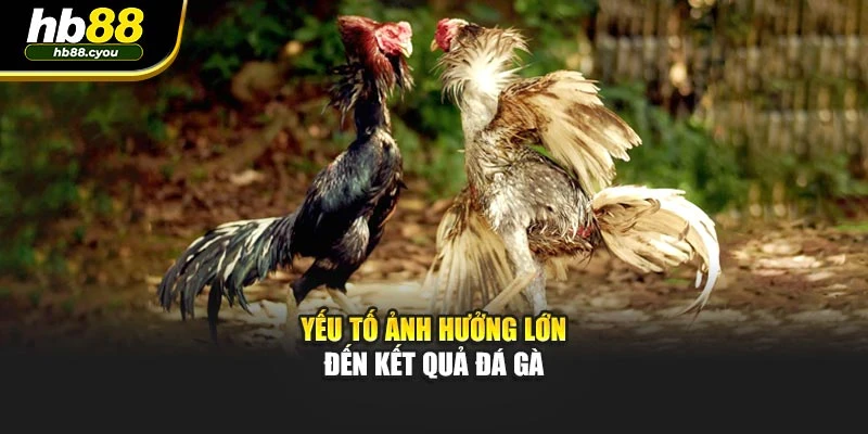 Yếu tố ảnh hưởng lớn đến kết quả đá gà
